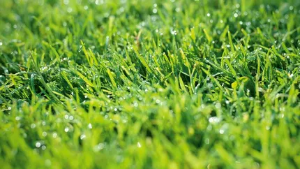 5 metode simple pentru a menține gazonul verde în timpul valurilor de căldură extremă