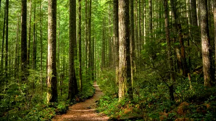 O insectă periculoasă distruge stejarii din România. Mii de hectare de pădure sunt afectate