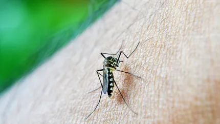 Scapă de țânțari fără spray-uri toxice. Ce poți pune pe plasele de la geamuri pentru o vară fără griji
