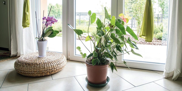 Plante pe care să nu le așezi în proximitate