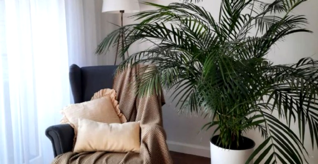 Palmier Areca