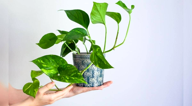 Planta magica pe care e bine sa o ai in casa