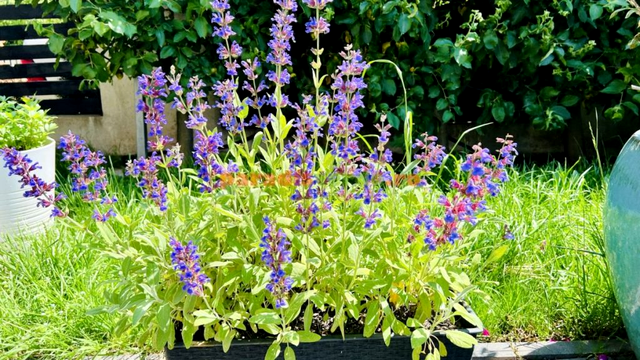 Salvia