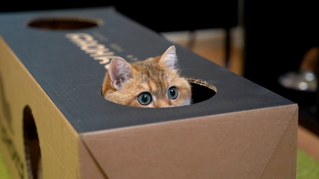 Ce simt pisicile și de ce adoră să stea în cutii de carton