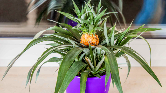 Planta care te scapă de sforăit