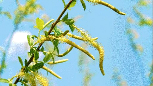Ce semnificație are salcia de Florii