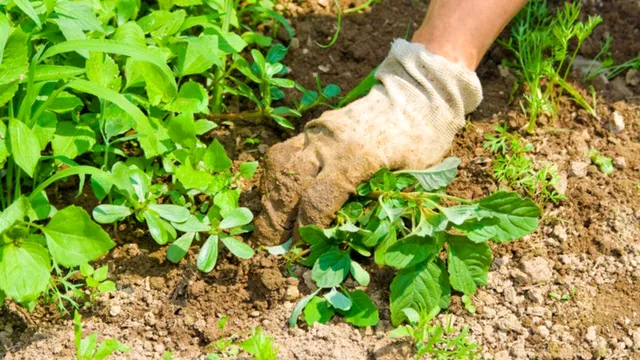 Amestecul puternic care te scapă de buruienile din curte. E simplu și ieftin, efectele sunt uimitoare