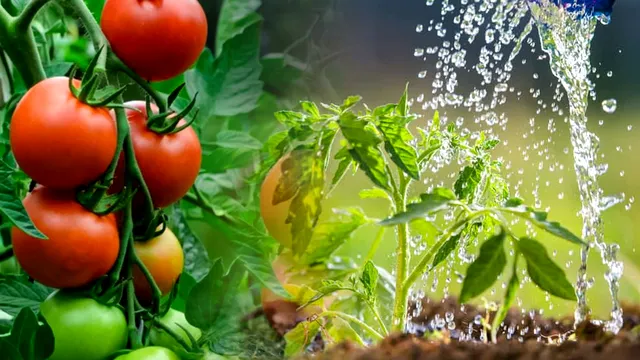 Cât de des trebuie udate roșiile vara. Secretul pentru o recoltă bogată