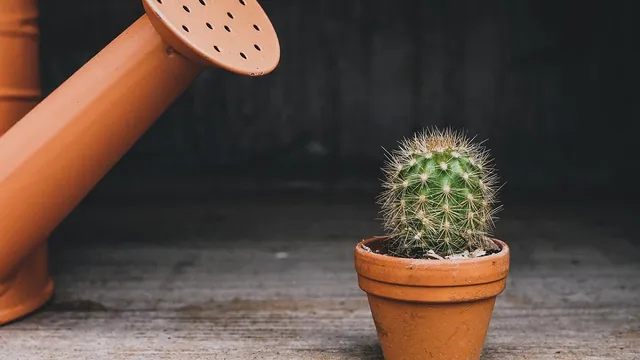 Când trebuie udat cactusul de fapt, ca să nu moară de sete. Nu mulți știu secretul