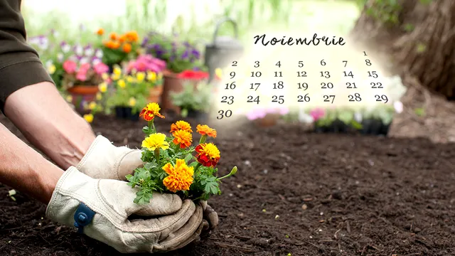 5 flori pe care să le plantezi în noiembrie în grădina. Îți vor transforma curtea casei într-un colț de rai