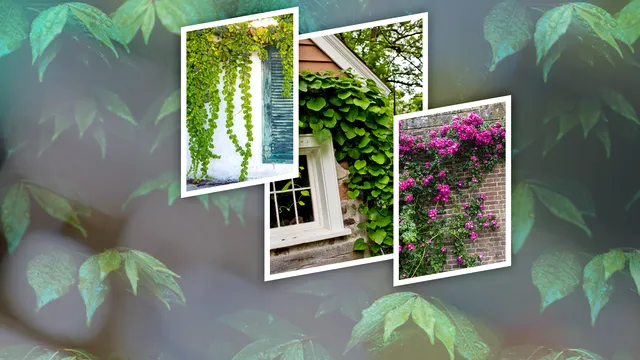 Top 5 cele mai frumoase plante cățărătoare de balcon. Cu ce flori superbe îți poți decora balconul, vei atrage toate privirile