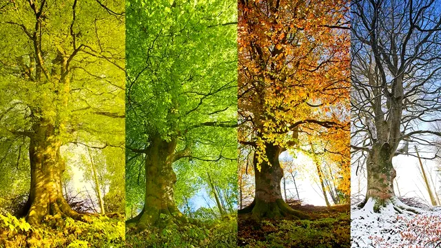 Anotimpurile nu mai sunt patru. Pământul are acum șase, spun specialiștii
