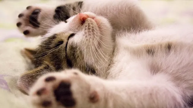 9 moduri prin care pisica ta înțelege că o iubești