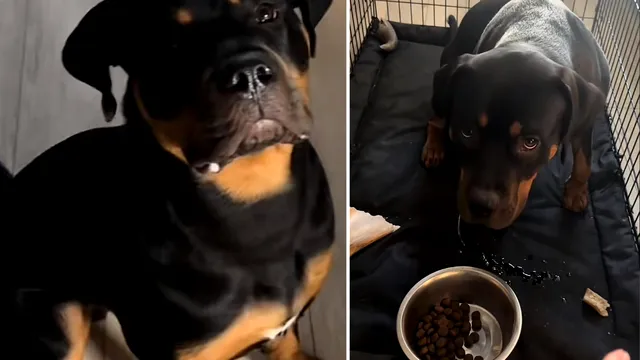 Carl, Rottweilerul care nu mănâncă fără rugăciune. Patrupedul a făcut senzație pe TikTok