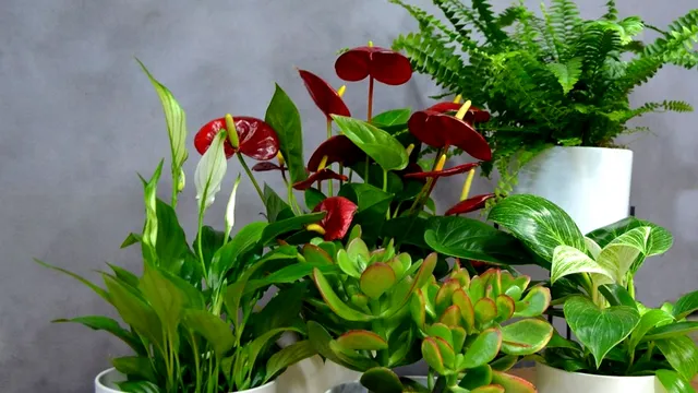 Cum pregătești plantele pentru sezonul rece. Sfaturi pentru o iarnă mai verde