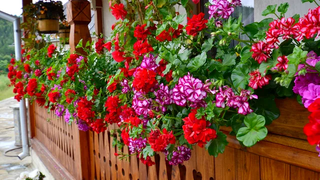 Amestecul cu care trebuie să uzi plantele ca să înflorească în două zile. Cel mai tare truc al grădinarilor