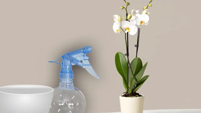 Ingredientul banal care face ca orhideele să înflorească rapid. Trucul genial, te vei bucura de niște flori superbe