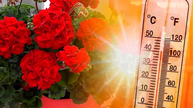 Până la ce temperatură rezistă mușcatele afară. Greșeala pe care o fac foarte multe românce