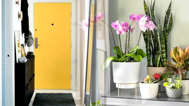 Plantele pe care să le ții la intrarea în casă pentru noroc. Secretul care atrage banii ca un magnet