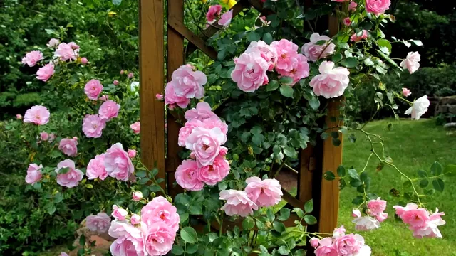 Amestecul puternic care îți scapă trandafirii de dăunători. Ce trebuie să aplici pe frunzele plantelor, de fapt
