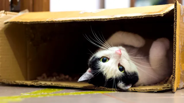De ce adoră pisicile să stea în cutii de carton. Ce simt ele, de fapt