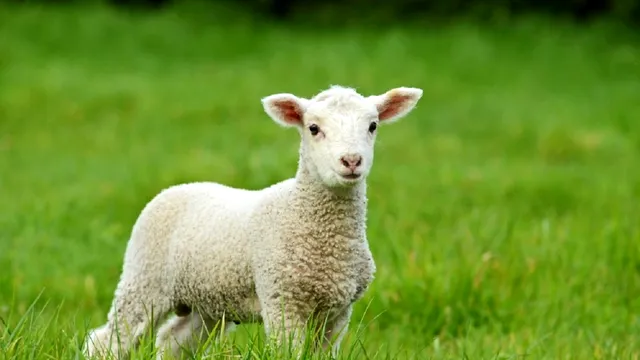 Câte kilograme trebuie să aibă mielul de Paşte. Pericol pentru sănătate dacă are sub această greutate