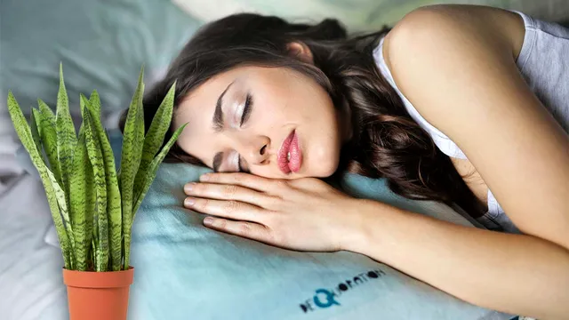 Planta care te ajută să dormi mai bine. Este bine să o ai în dormitorul tău