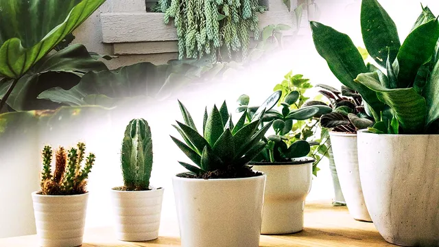Planta care curăță aerul din casă. Te scapă de praf și mirosurile neplăcute
