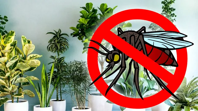 Plantele care alungă țânțarii. Vei scăpa definitiv de insectele sâcâitoare