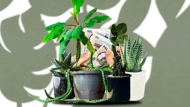 Plantele pe care este bine să le pui la intrarea în casă. Vor atrage norocul și banii