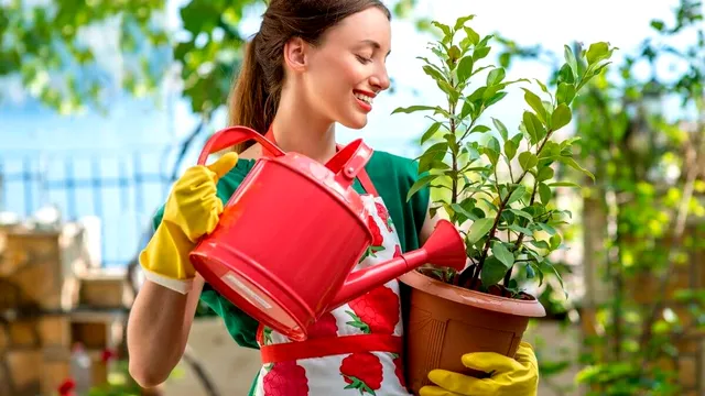 Când trebuie udate florile ca să nu se ofilească. Cel mai bun moment al zilei
