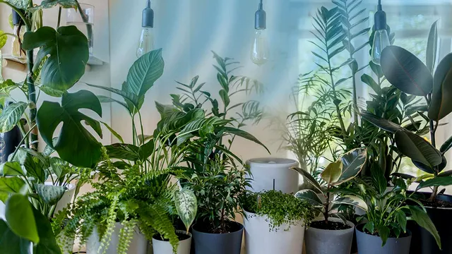 Plantele care elimină energia negativă din casă. Te feresc de necazuri