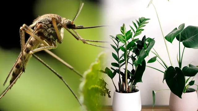 Condimentul care te scapă definitiv de țânțari. Ce trebuie să pui în ghivecele plantelor
