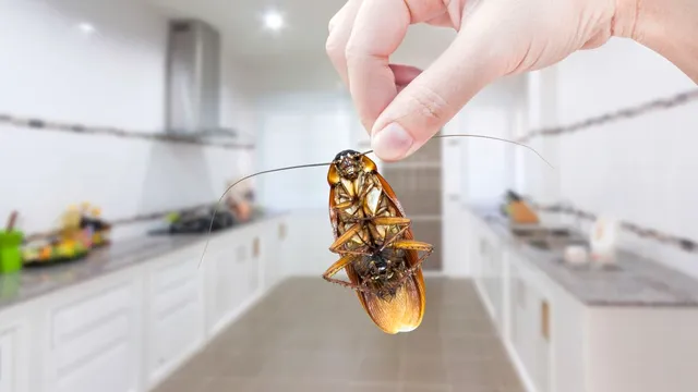 Trei ingrediente din bucătărie împotriva gândacilor din casă. Te scapă definitiv de ei