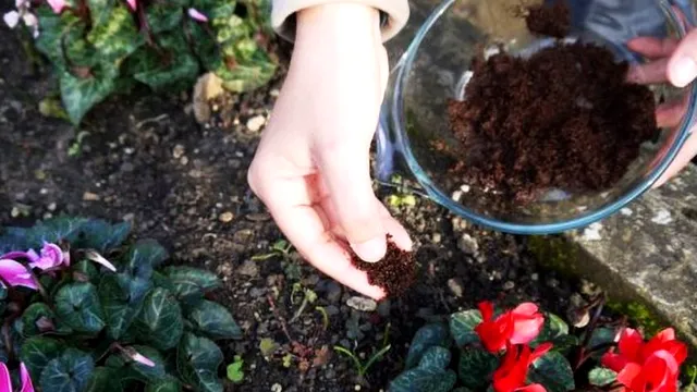 La ce plante punem zațul de cafea. Cu ce trebuie să îl amesteci ca să aibă un efect puternic