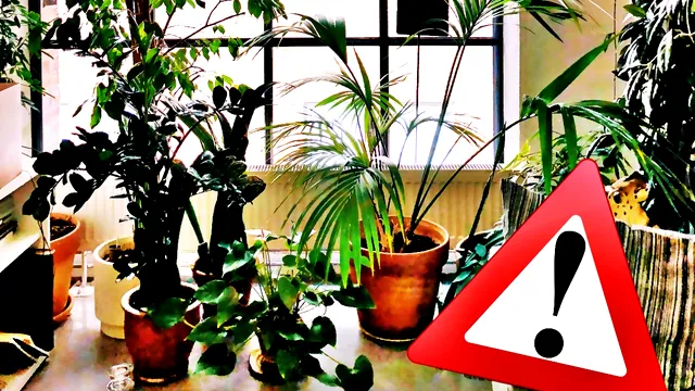7 plante care aduc ghinion în casă. Ce flori să nu ții niciodată în locuința ta
