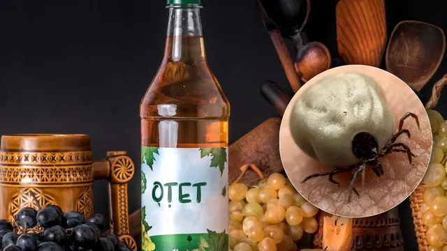 Amestecul cu oțet de mere care te scapă rapid de căpușe. Cum se prepară