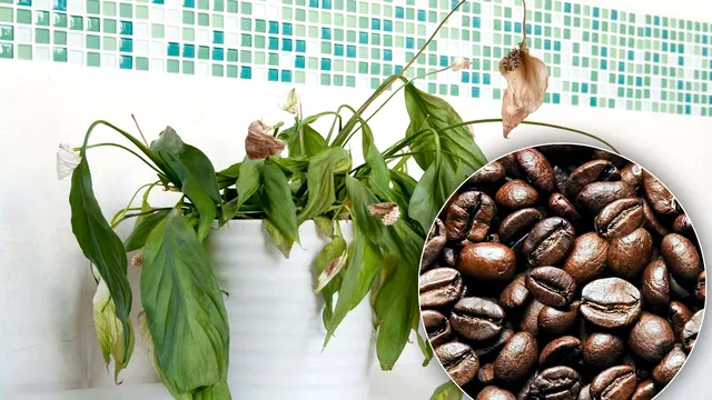 Amestecul puternic cu cafea care readuce la viață chiar și cele mai uscate plante. Ce alte ingrediente banale îți mai trebuie