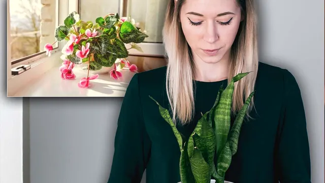 De ce ți se ofilesc plantele. Trei greșeli majore pe care le faci