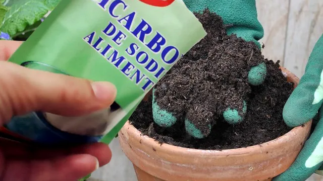 De ce e bine să pui bicarbonat de sodiu în pământul florilor. Trucul genial
