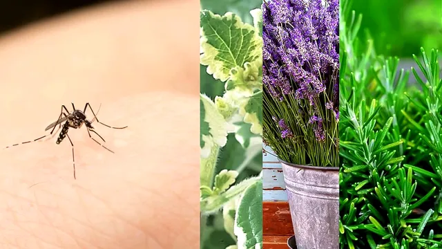Planta care ține la distanță insectele de casa ta. Este ideală pentru orice locuință