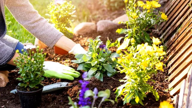 Trucul simplu și ieftin pentru înflorirea plantelor