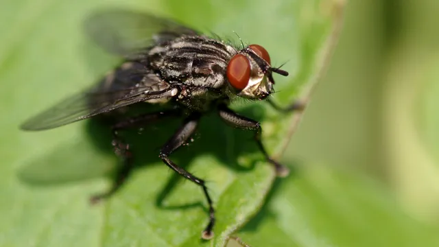 Ingredientul banal din bucătărie pentru alungarea muștelor. Ține la distanță aceste insecte de locuința ta