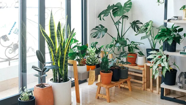 Pune aceste plante la intrarea în casă și vei fi ferit mereu de necazuri și invidie. Vor aduce prosperitate