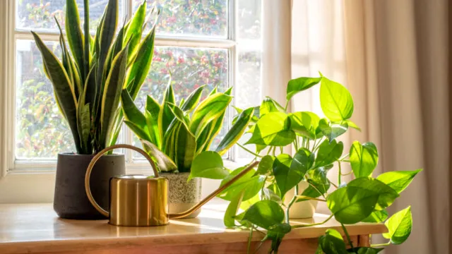 De ce să pui scorțișoară în pământul florilor. Trucul banal care salvează plantele de apartament
