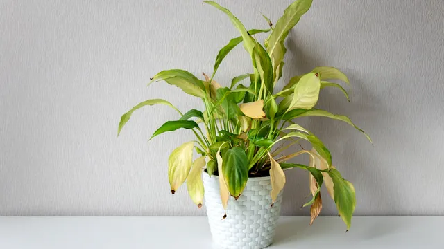 Trucul care te ajută să salvezi o plantă de interior, care a început să se îngălbenească. Efecte uimitoare