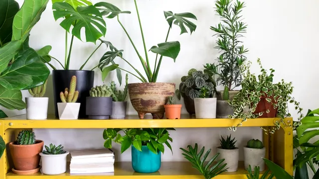 Planta care aduce noroc la bani. Locul din casă unde e bine să o așezi