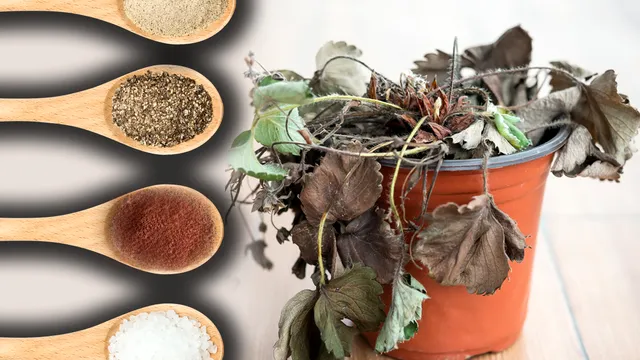 Amestecul care îți readuce la viață plantele ofilite. Este la îndemâna oricui, ai nevoie de doar 3 ingrediente banale