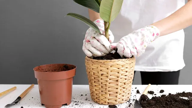Ce să pui iarna în pământul plantelor. Așa vor rezista la frig