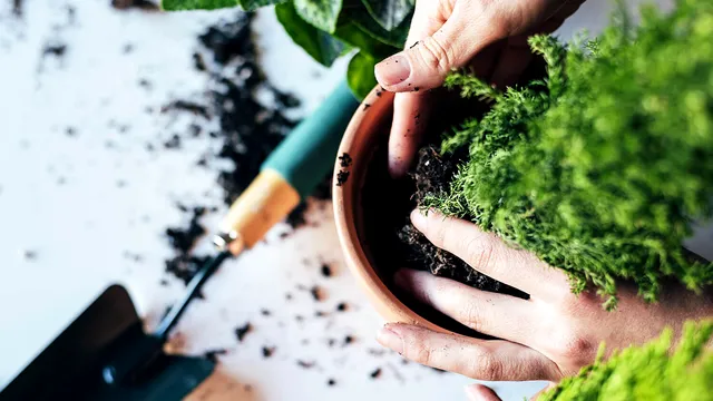 Condimentul pe care să-l pui în ghivecele de flori. Acest truc banal îți salvează plantele de apartament